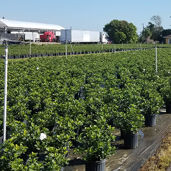 nursery fields and buildings